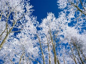 ice covered trees