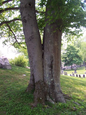 Included bark in beech tree