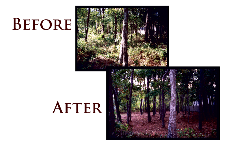 Land Clearing before and after