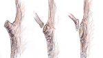 Pruning cuts - the good & bad