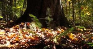 Tree fertilizing