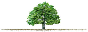 Tree roots