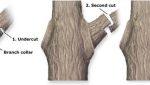 tree pruning is best accomplished in 3 cuts