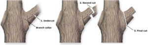 tree pruning is best accomplished in 3 cuts