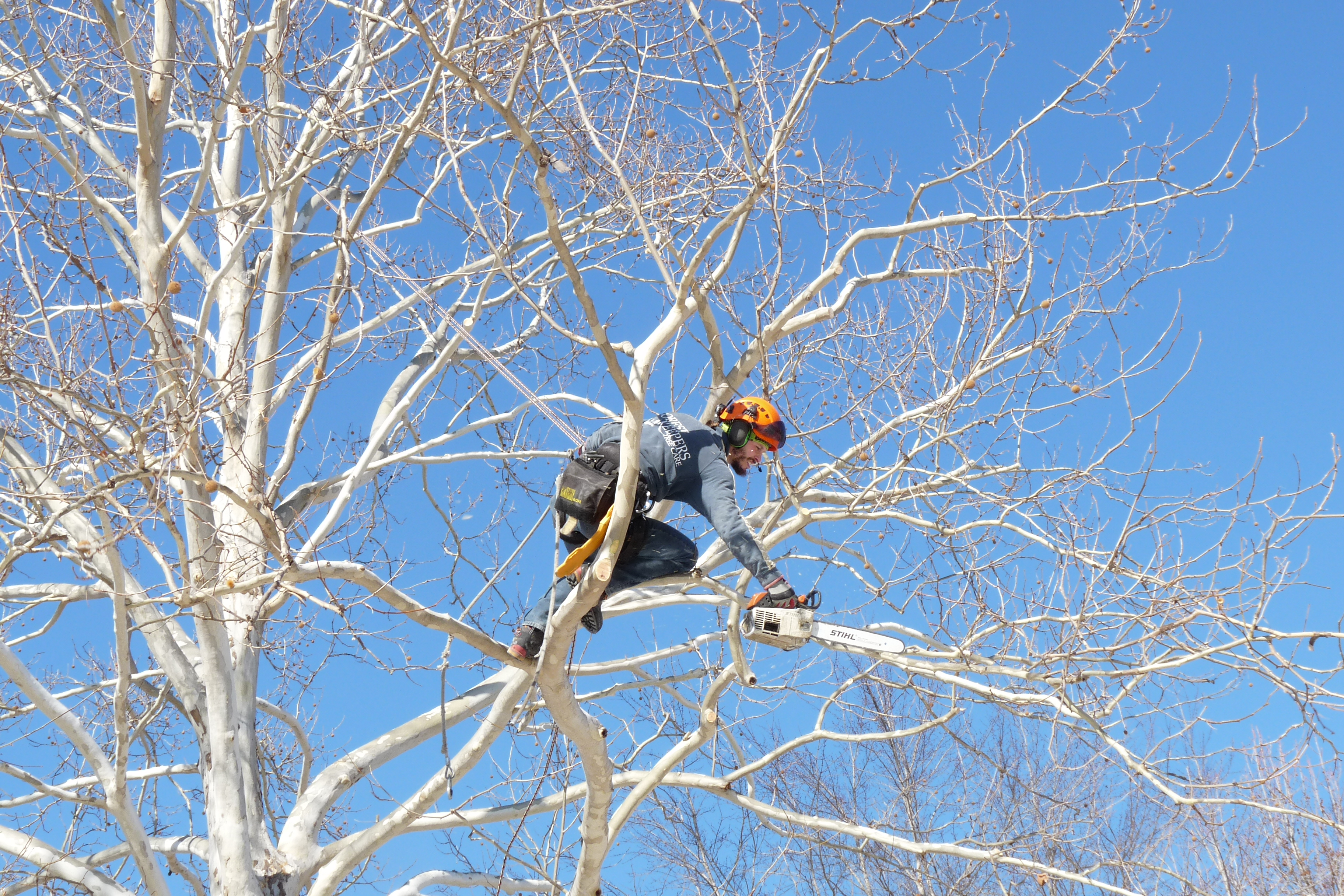 Tree Trimming