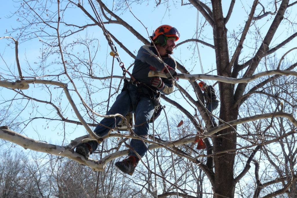 Large sycamore in Leavenworth, KS that we trimmed