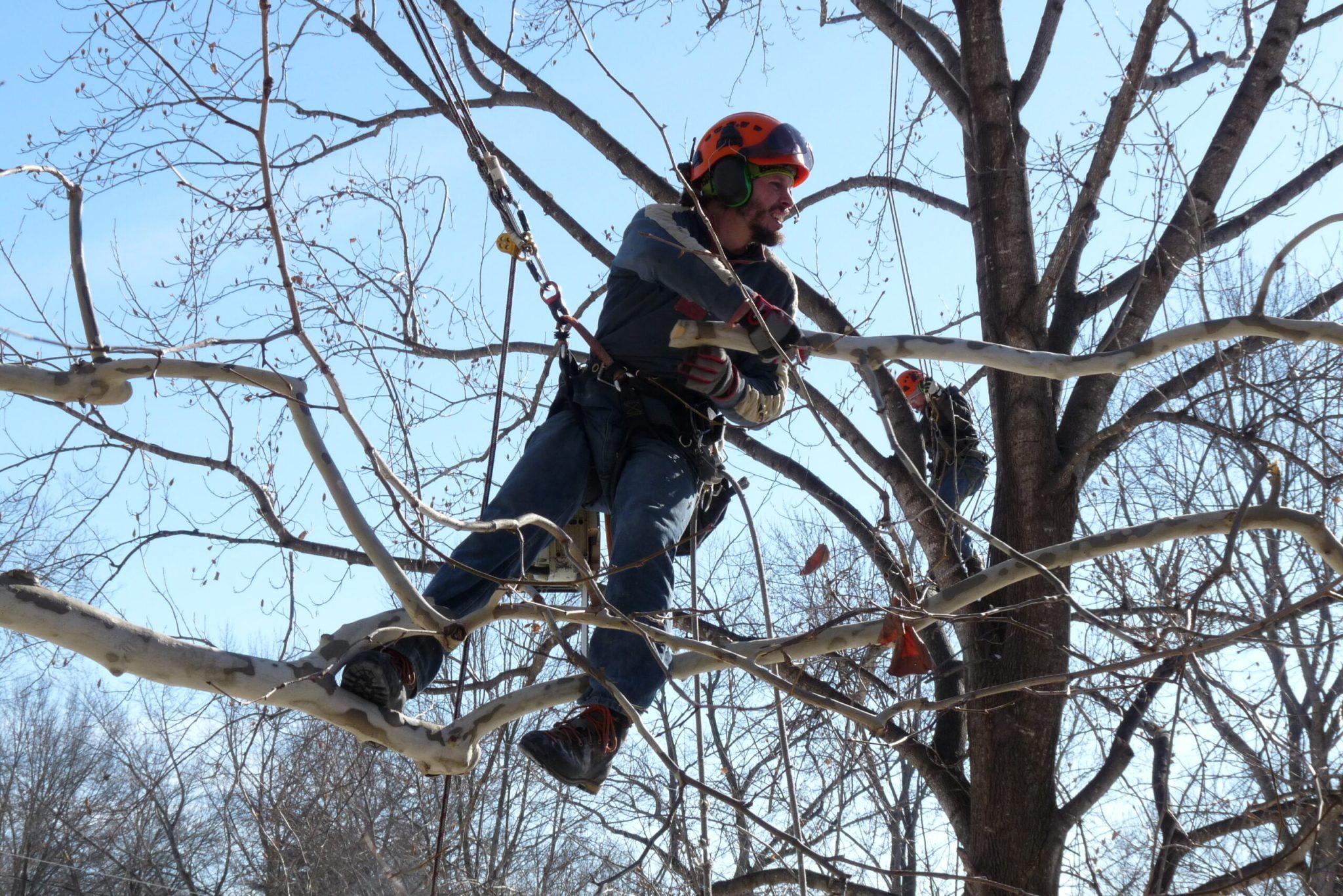Forest Keepers Tree Care gallery 4