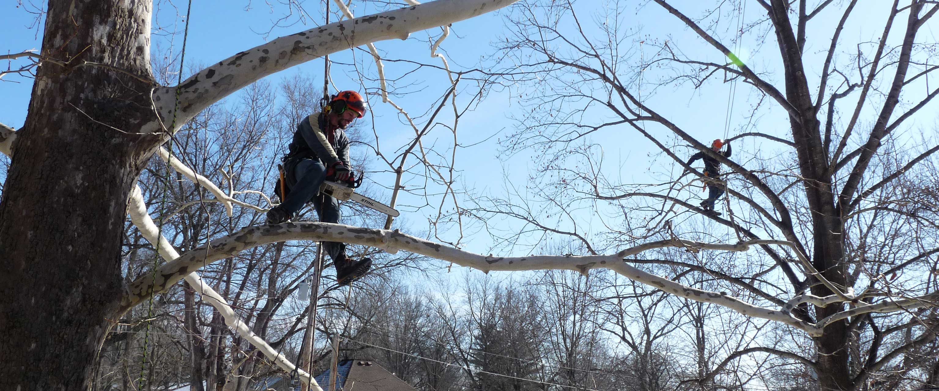 Tree Trimming Tree Trimming