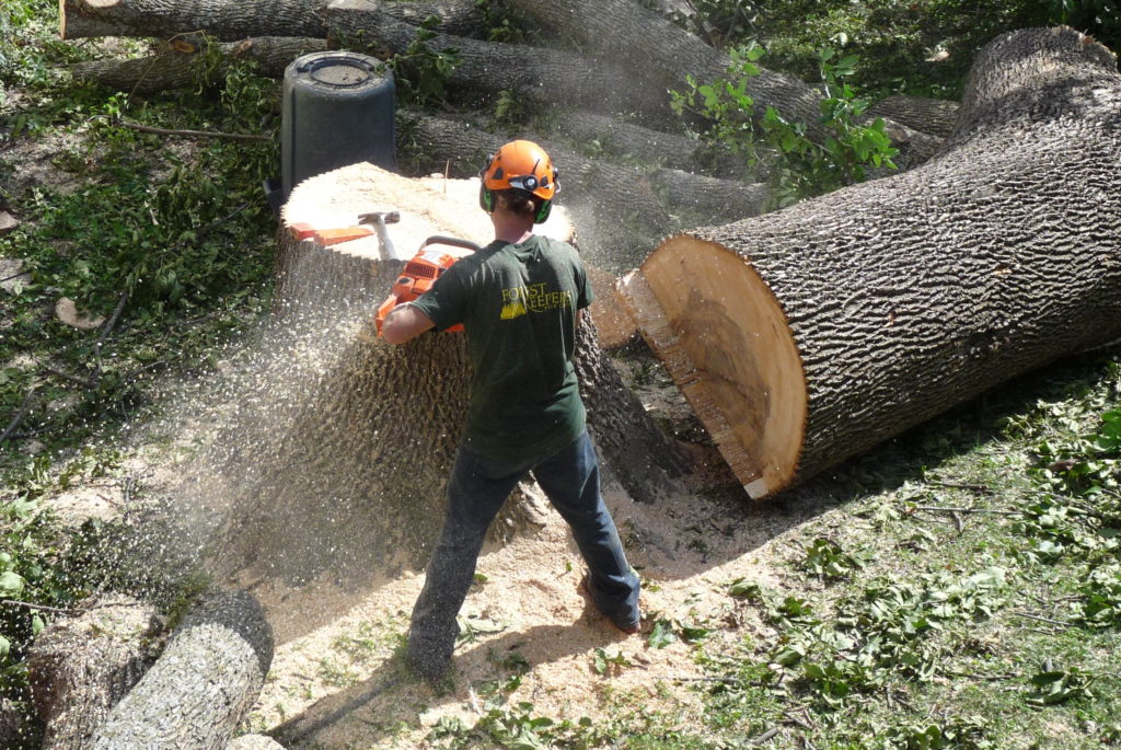 Lawrence Big Ash Removal