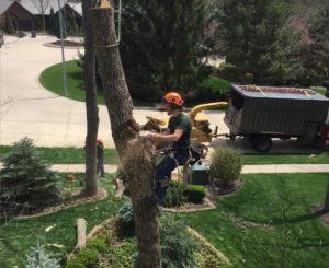 Cedar Creek Pkwy Ash Tree Removal