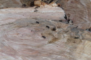 Carpenter ants causing decay in tree
