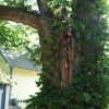 Cracked split dangerous hackberry