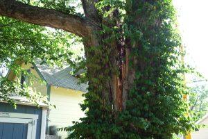 Splitting hackberry tree trunk -- emergency hazard tree removal
