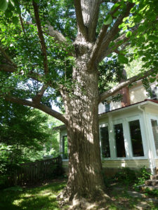 KS state champion Ginkgo Biloba