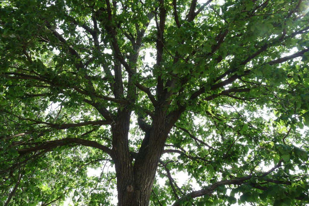 National Champion Rock Elm in Lawrence, Kansas Forest Keepers Tree Care