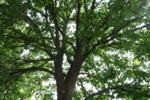 National Champion Rock Elm in Lawrence, KS