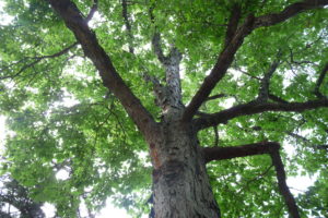 Kansas state champion shagbark hickory, 90 ft. tall