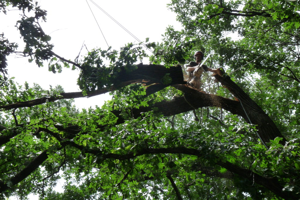 Rigging down a broken Oak limb