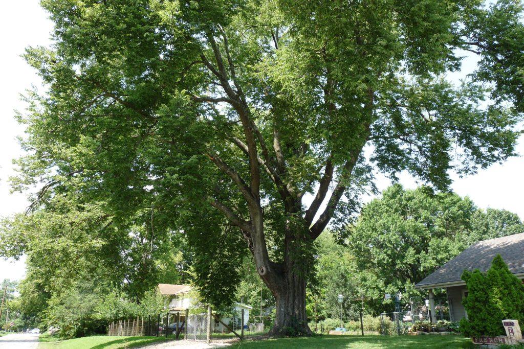 Champion Trees in the KC area Forest Keepers Tree Care