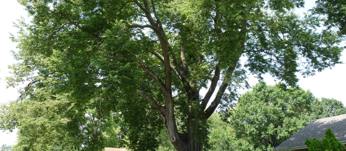 Champion Trees in the KC area
