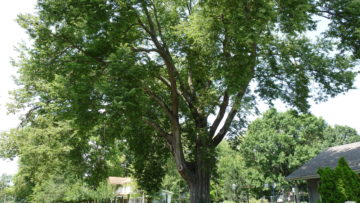Champion Trees in the KC area
