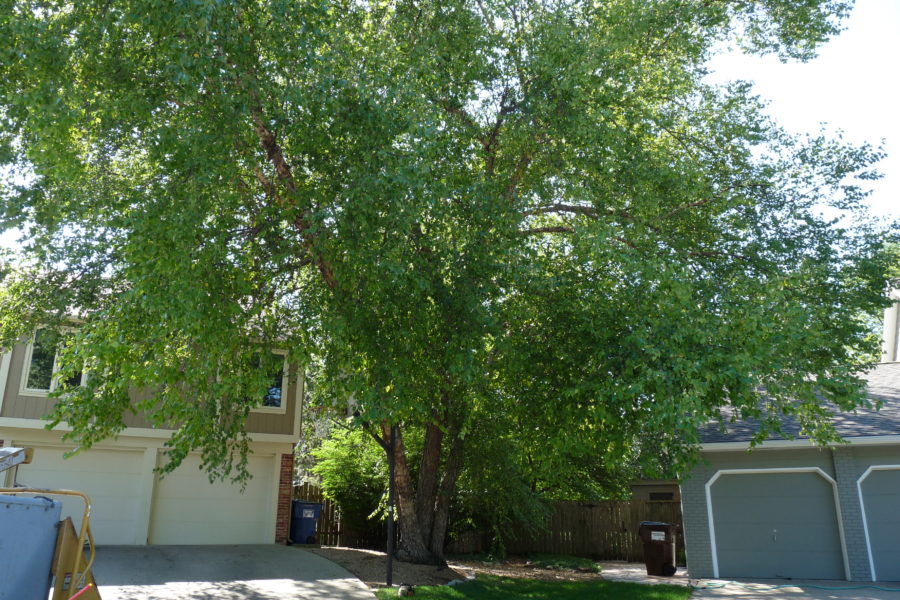 River Birch Trimming Forest Keepers Tree Care