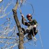Prairie Village Ash Removal