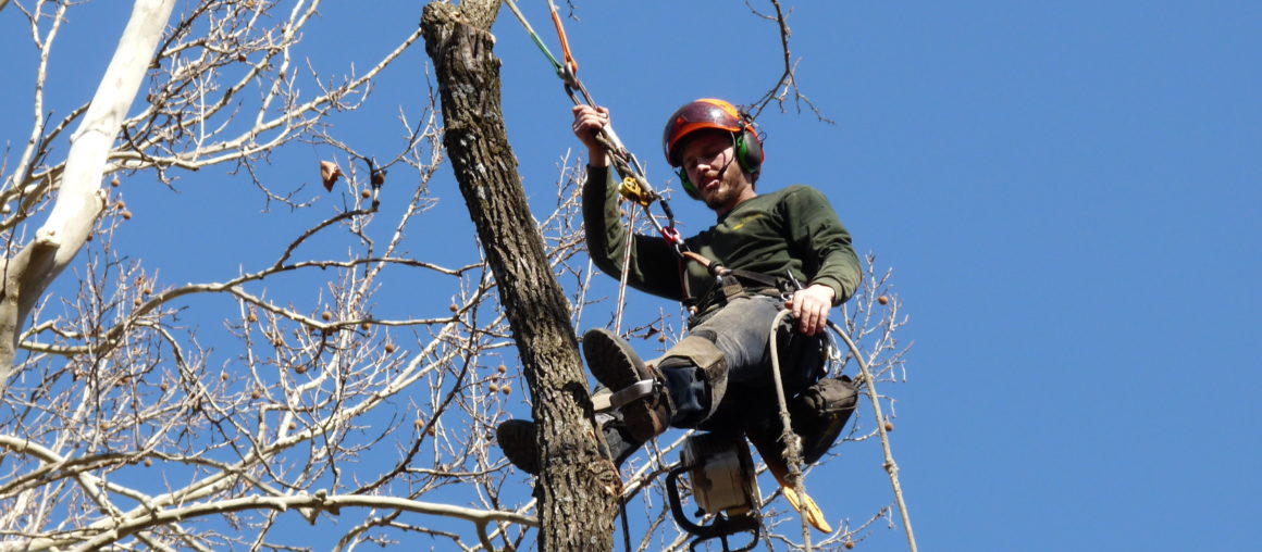 Prairie Village Ash Removal