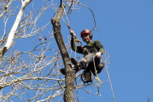 Prairie Village Ash Removal