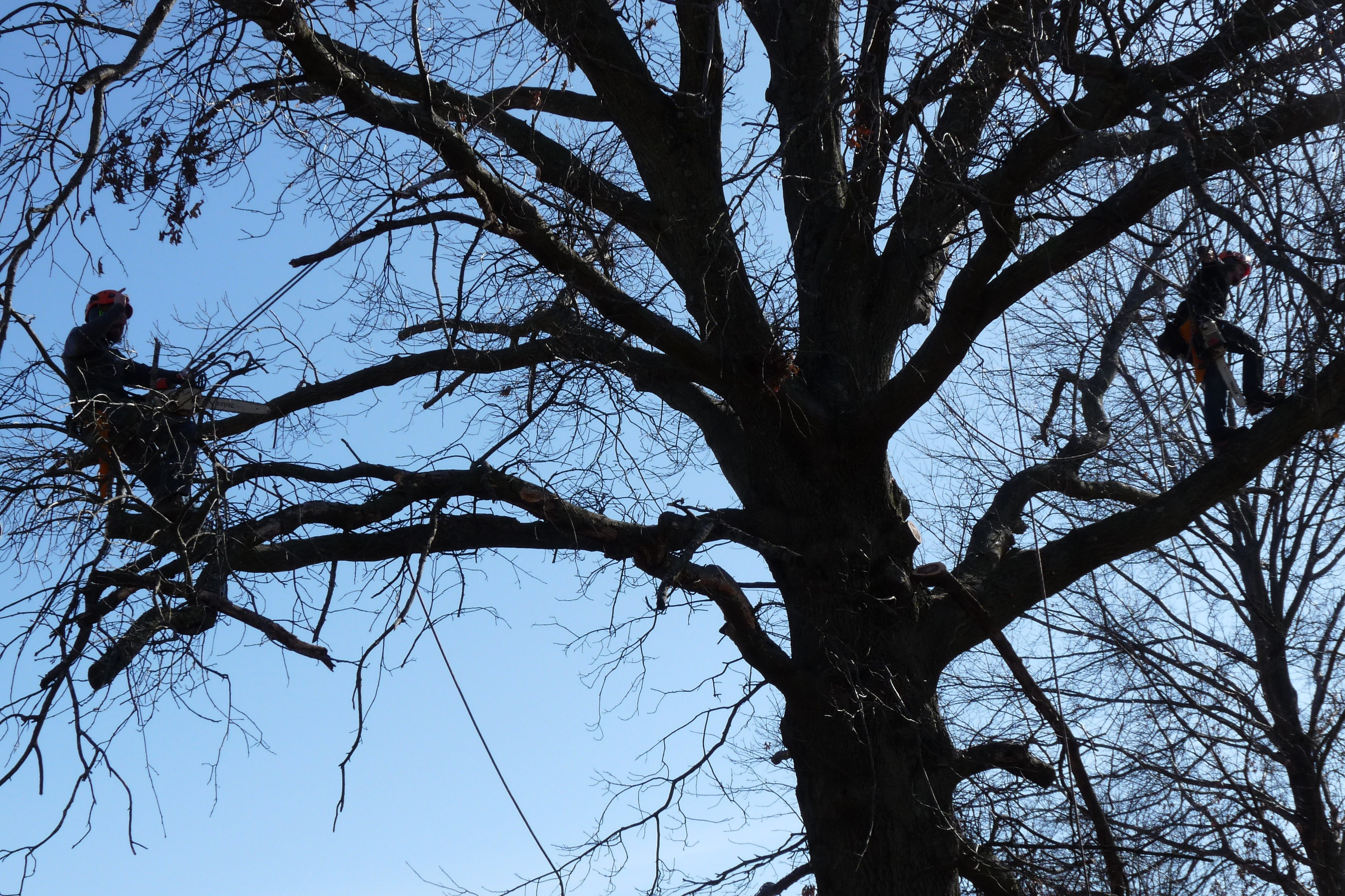 Tree Trimming