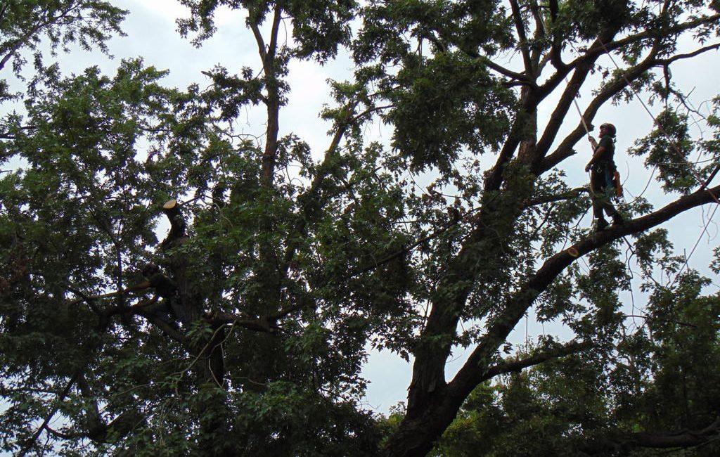 Why Is My Tree Leaning