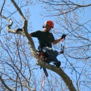 Man performing tree trimming service