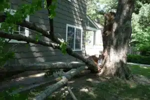 tree cutting service