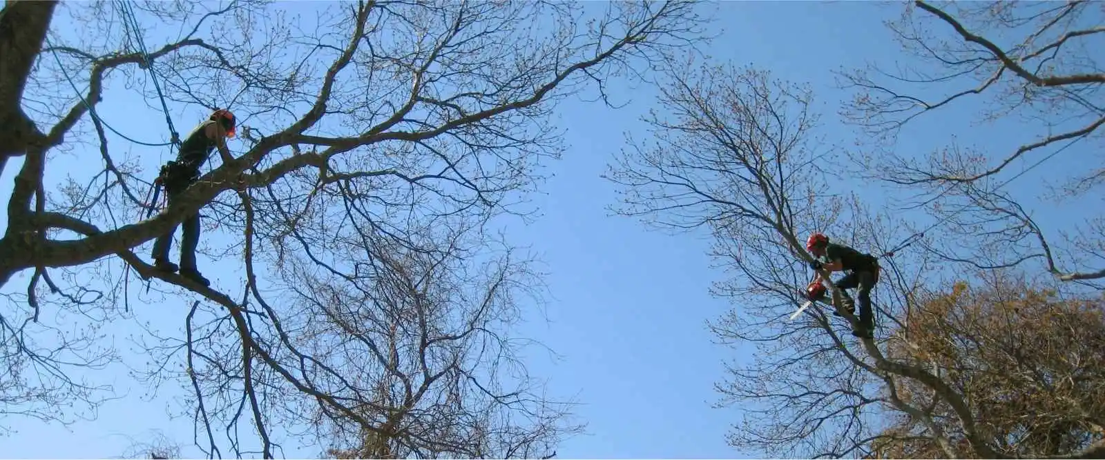 Tree Pruning