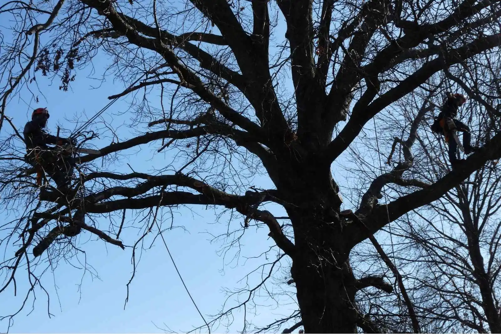 Tree Trimming