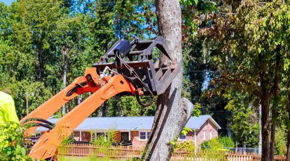 How to Tell if a Tree Is Dying